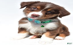 Australian Shepherd dogs for sale: Kody - Image 11