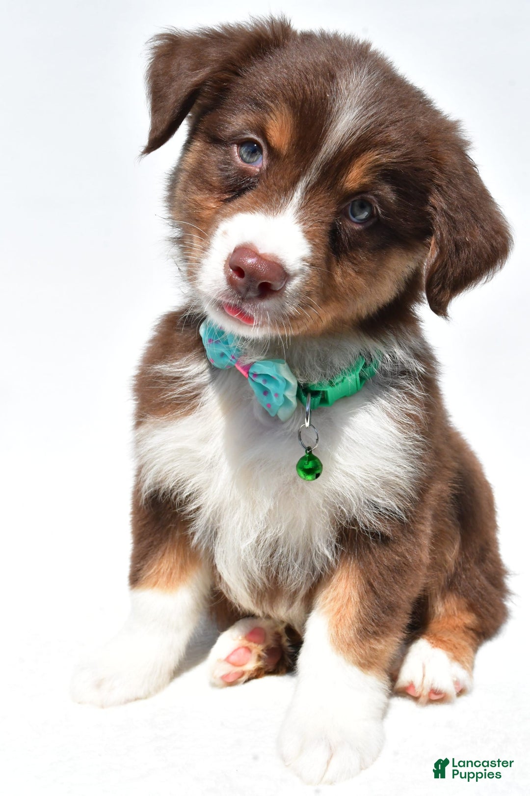 Australian Shepherd dogs for sale: Kody - Image 11