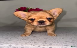 French Bulldog dogs for sale: King Fluffy Frenchie - Image 3