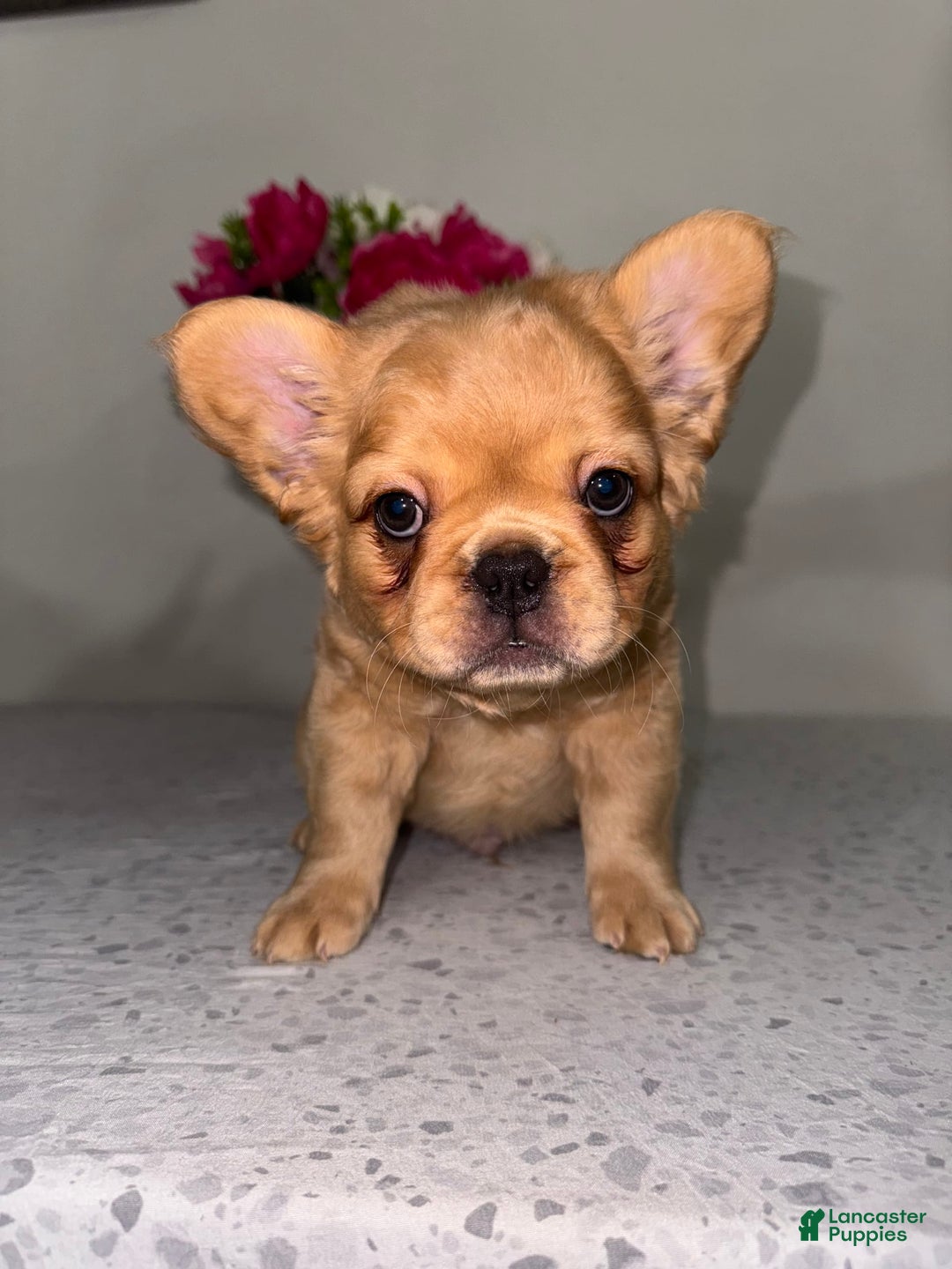 French Bulldog dogs for sale: King Fluffy Frenchie - Image 3