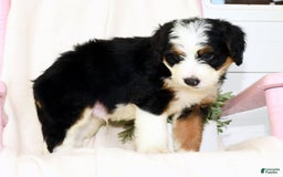 Mini Bernedoodle dogs for sale: Ben - Image 8