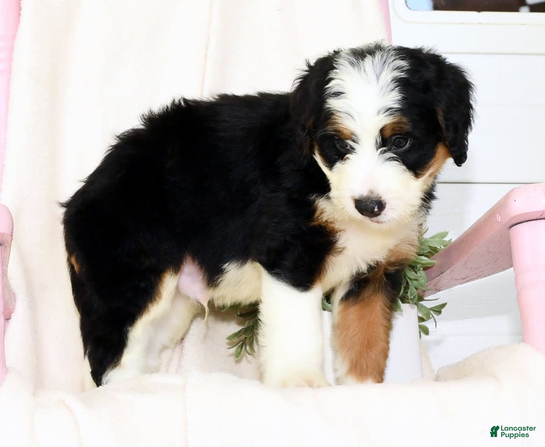 Mini Bernedoodle dogs for sale: Ben - Image 8
