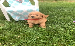 Goldendoodle dogs for sale: Sandy-f1b Goldendoodle - Image 1