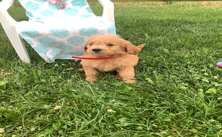 Goldendoodle dogs for sale - Ad 1