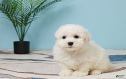 Bichon Frise dogs for sale: Jax - Image 1