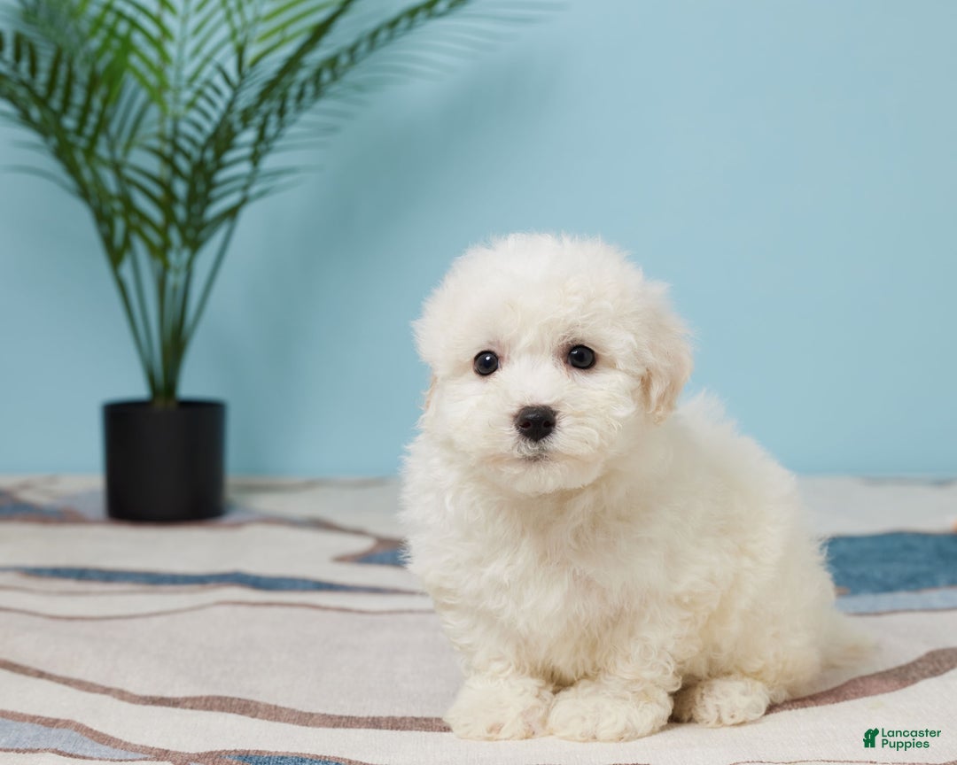 Bichon Frise dogs for sale: Jax - Image 1