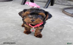 Yorkiepoo dogs for sale: Bingo - Image 2