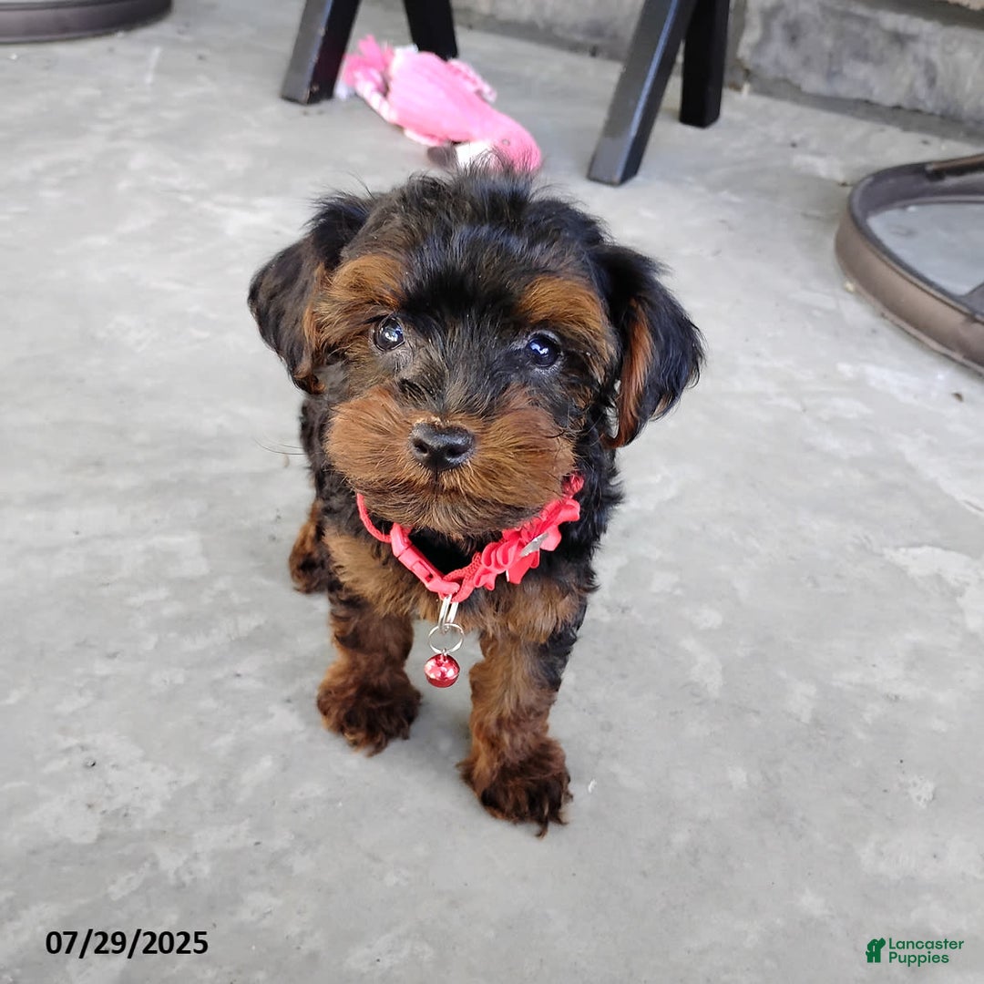 Yorkiepoo dogs for sale: Bingo - Image 2
