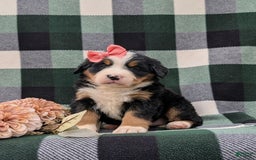 Bernese Mountain Dog dogs for sale: Emilee - Image 11