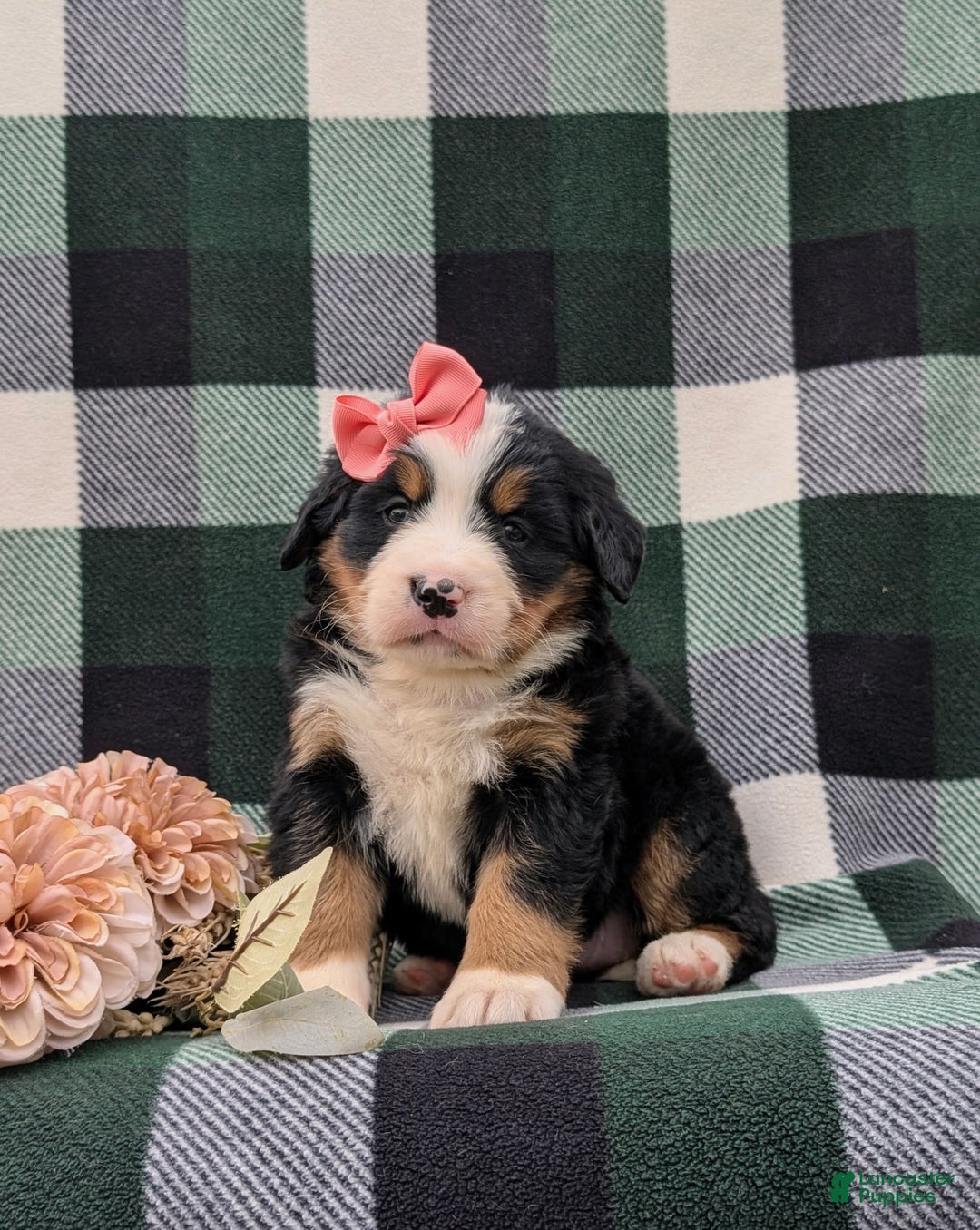 Bernese Mountain Dog dogs for sale: Emilee - Image 11