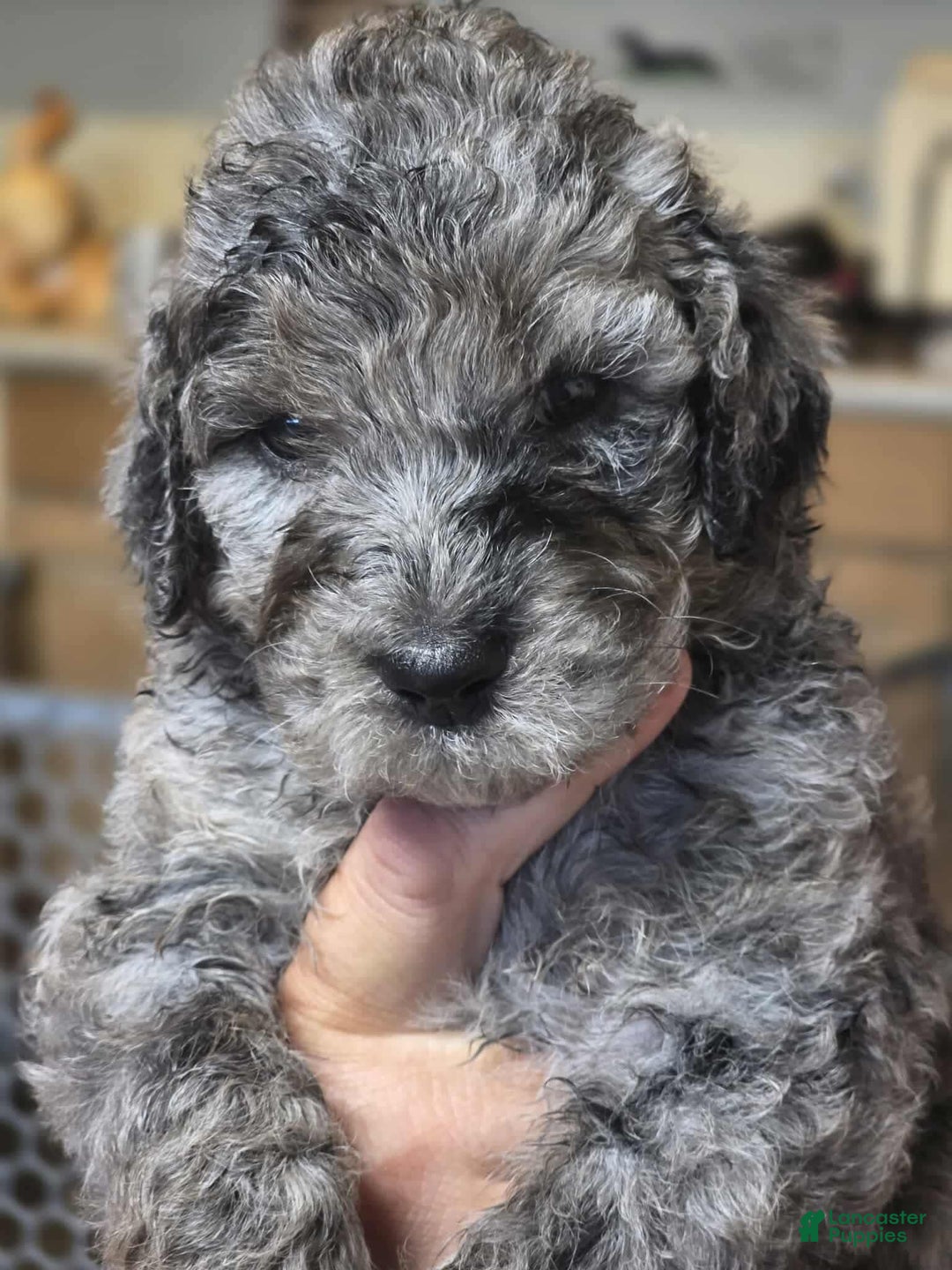 Standard Poodle dogs for sale: Velma - Image 3