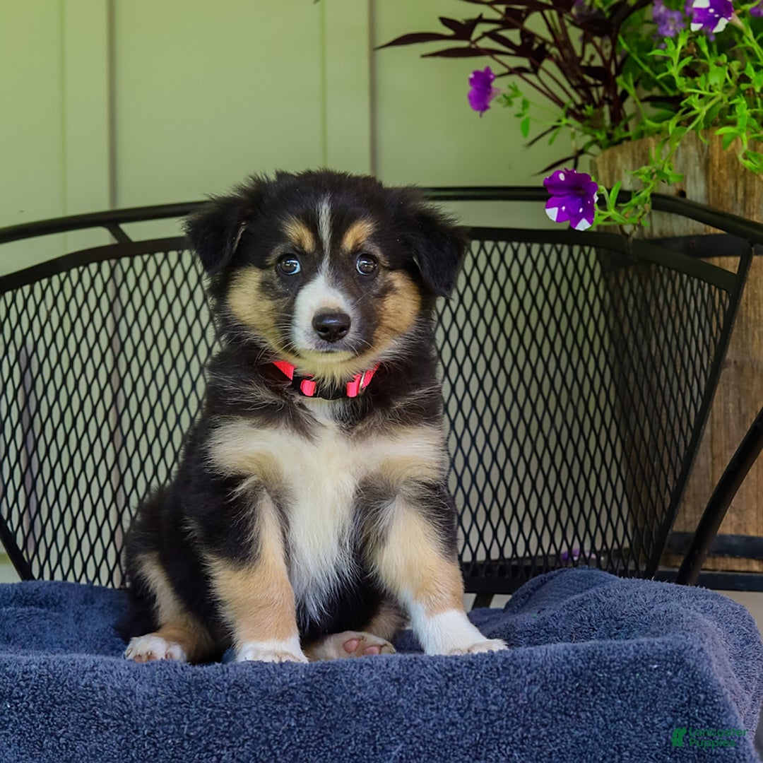 Australian Shepherd dogs for sale: Lily - Image 1