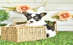 Papillon dogs for sale: Leo - Image 4
