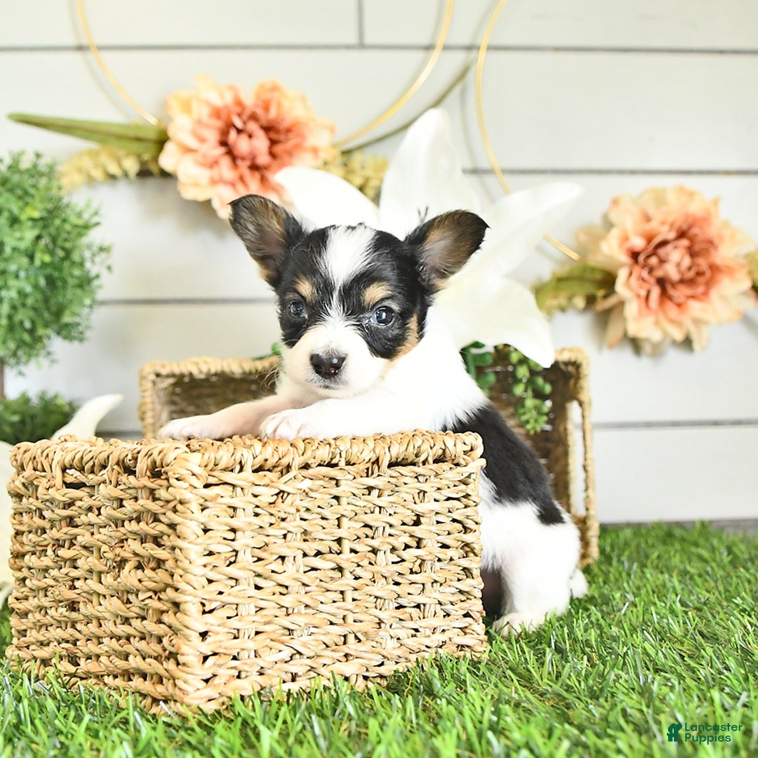 Papillon dogs for sale: Leo - Image 4