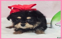 Morkie dogs for sale: Ivy - Image 3