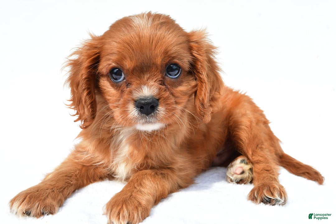 Cavalier King Charles Spaniel dogs for sale: Turbo - Image 5