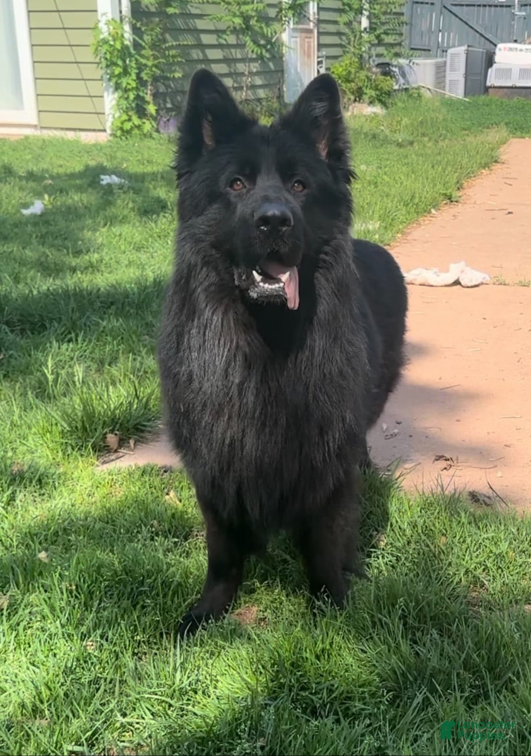 German Shepherd dogs for sale: Ranger - Image 7