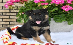 German Shepherd dogs for sale: Cinder - Image 5