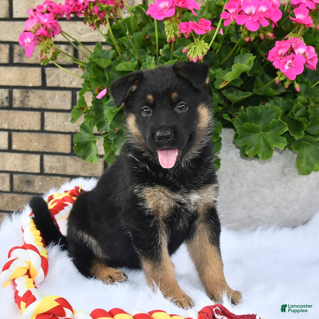 German Shepherd dogs for sale: Cinder - Image 5