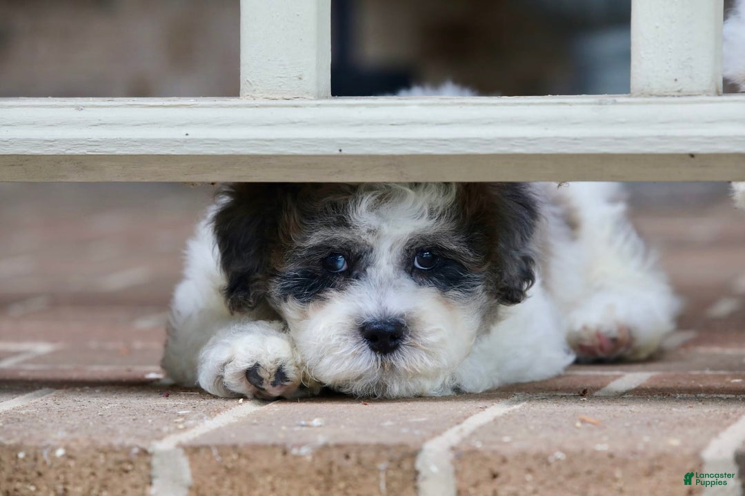 Shihpoo dogs for sale: Leo - Image 1