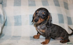 Miniature Dachshund dogs for sale: Teddy Mini - Image 8