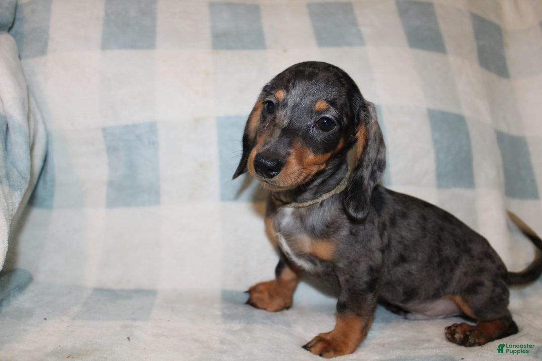 Miniature Dachshund dogs for sale: Teddy Mini - Image 8