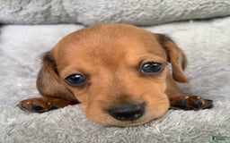 Miniature Dachshund dogs for sale: Baby Charlie - Image 7