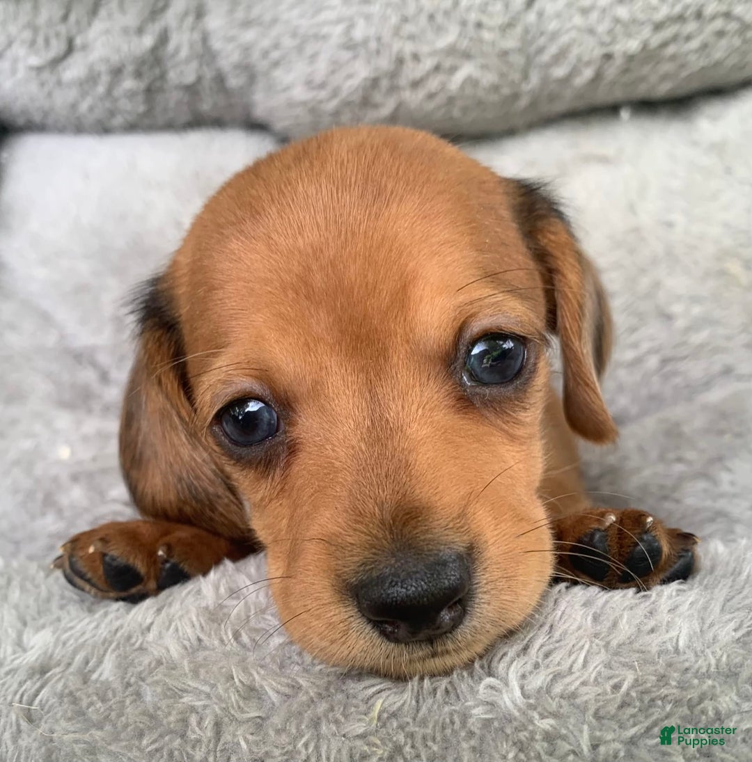 Miniature Dachshund dogs for sale: Baby Charlie - Image 7