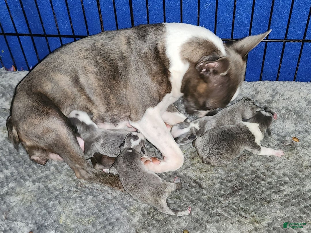 Boston Terrier dogs for sale: Marty - Image 5