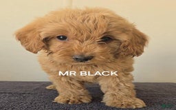 Mini Goldendoodle dogs for sale: Mr Black - Image 1