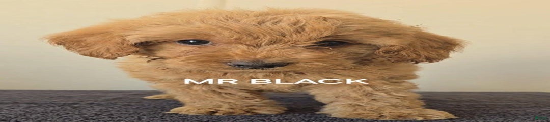 Mr Black