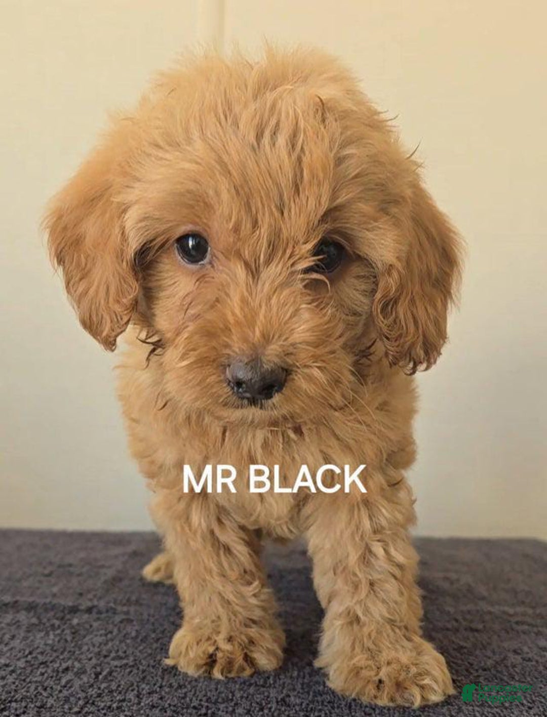 Mini Goldendoodle dogs for sale: Mr Black - Image 1