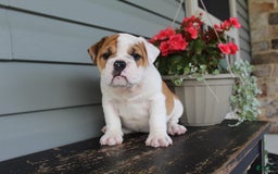 English Bulldog dogs for sale: Raspberry - Image 12