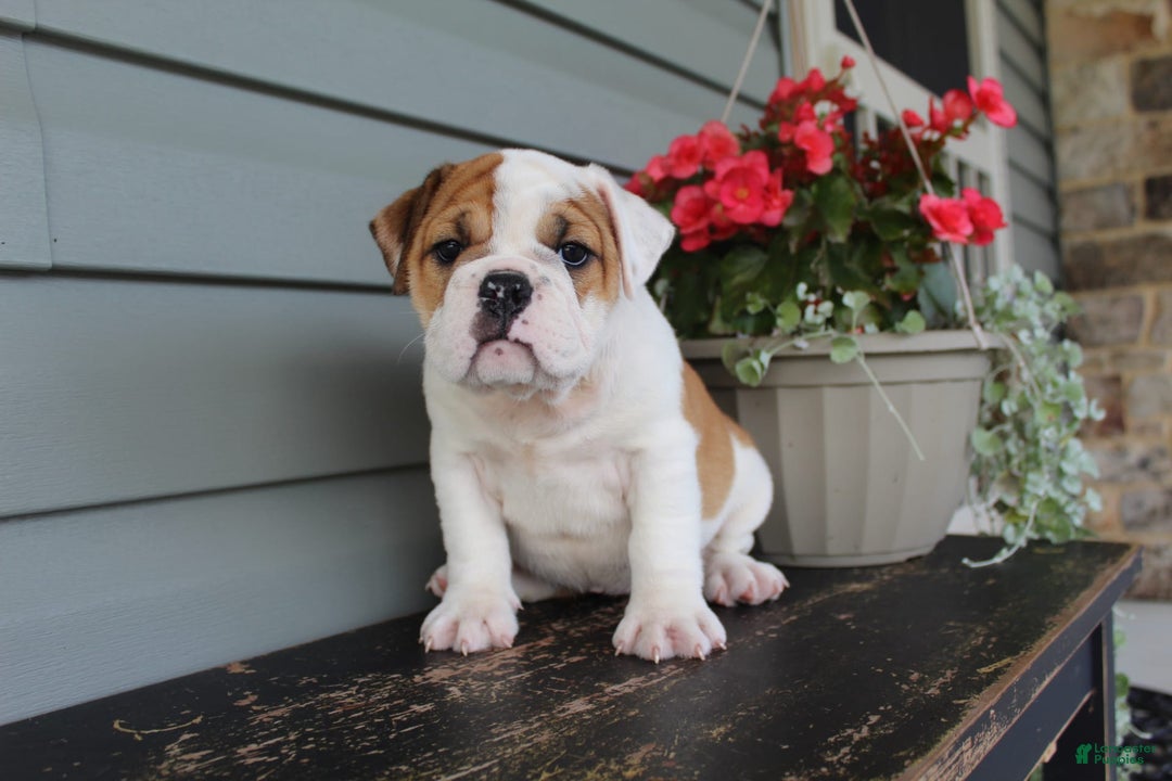 English Bulldog dogs for sale: Raspberry - Image 12