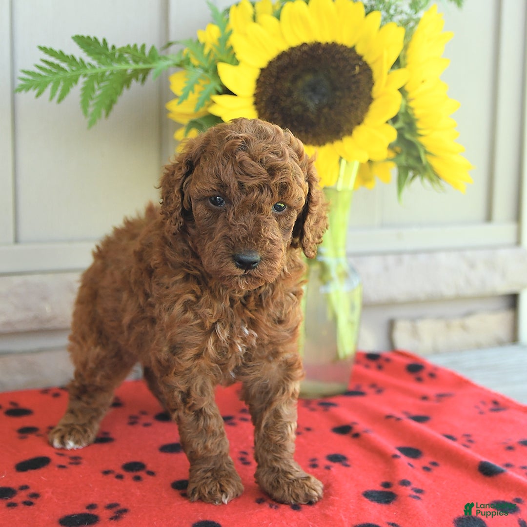 Mini Goldendoodle dogs for sale: Ursa - Image 10