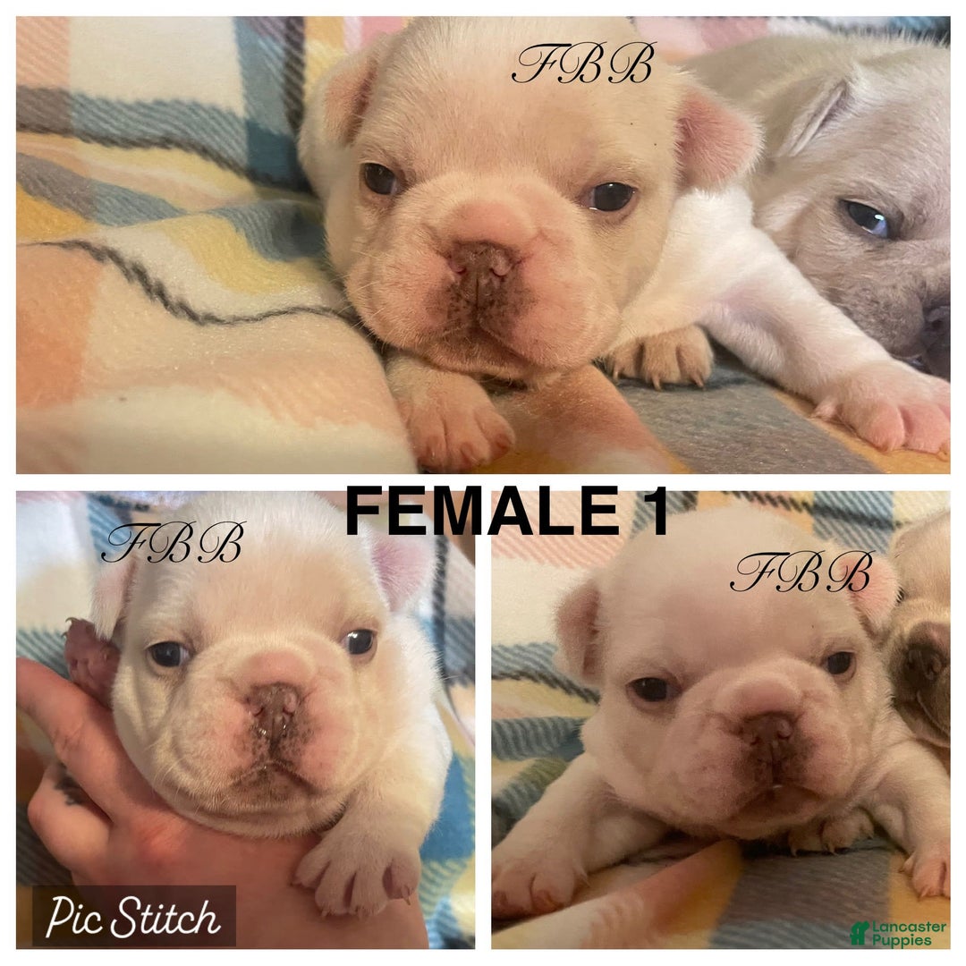 French Bulldog dogs for sale: Sky - Image 4