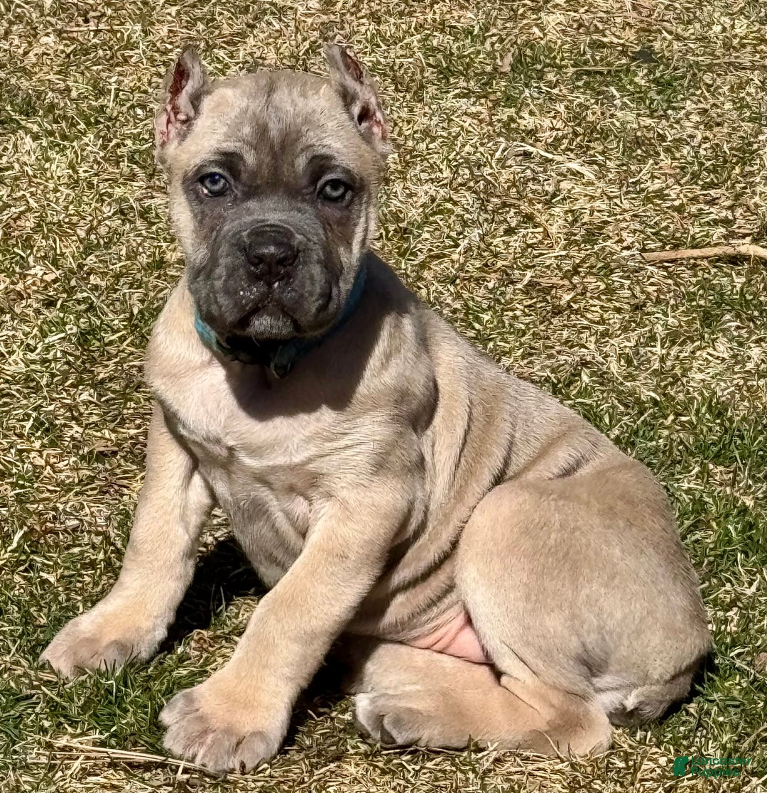 Cane Corso dogs for sale: Georgia - Image 1