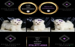 Maltese dogs for sale: Mila - Image 3