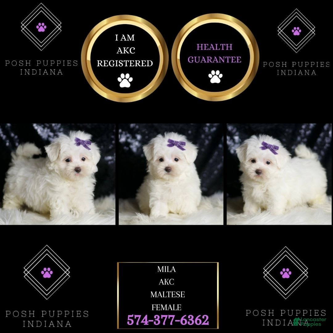Maltese dogs for sale: Mila - Image 3