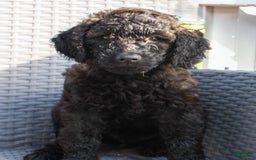 Goldendoodle dogs for sale: Rhys - Image 1