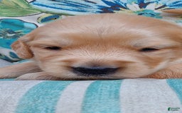 Golden Retriever dogs for sale: Lottie - Image 1