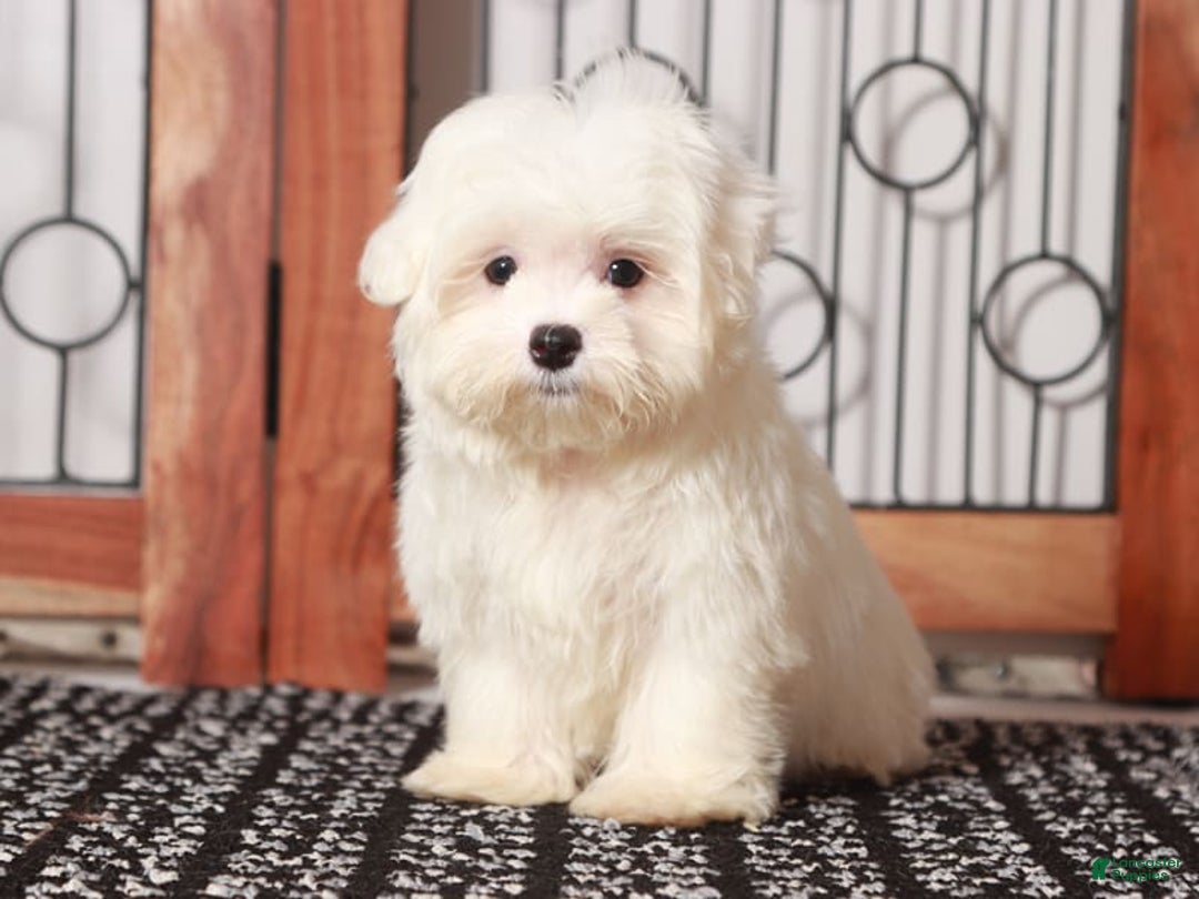 Maltese dogs for sale: Lloyd - Image 2