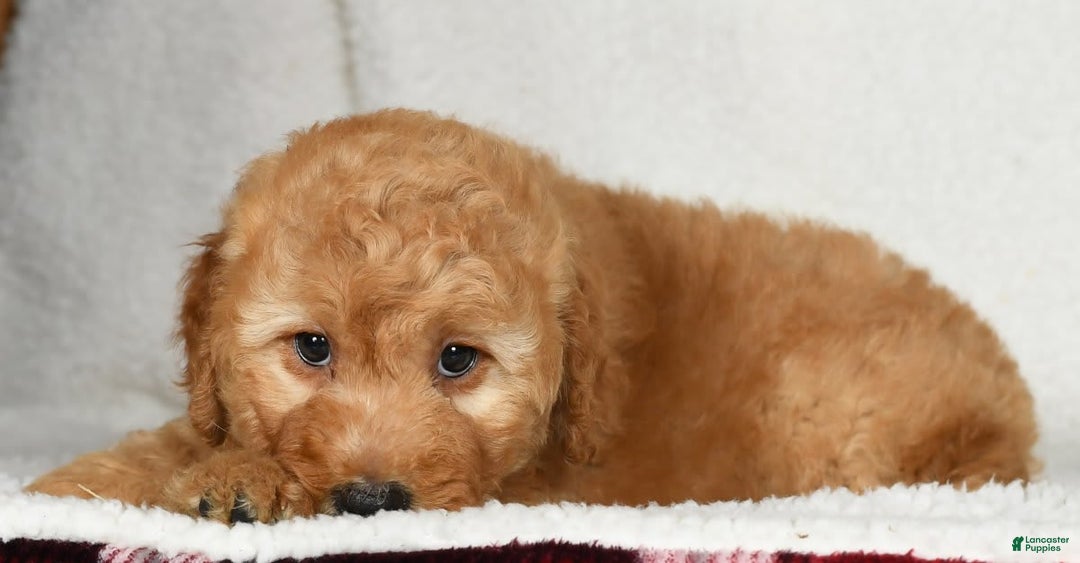 Mini Goldendoodle dogs for sale: Amber - Image 7