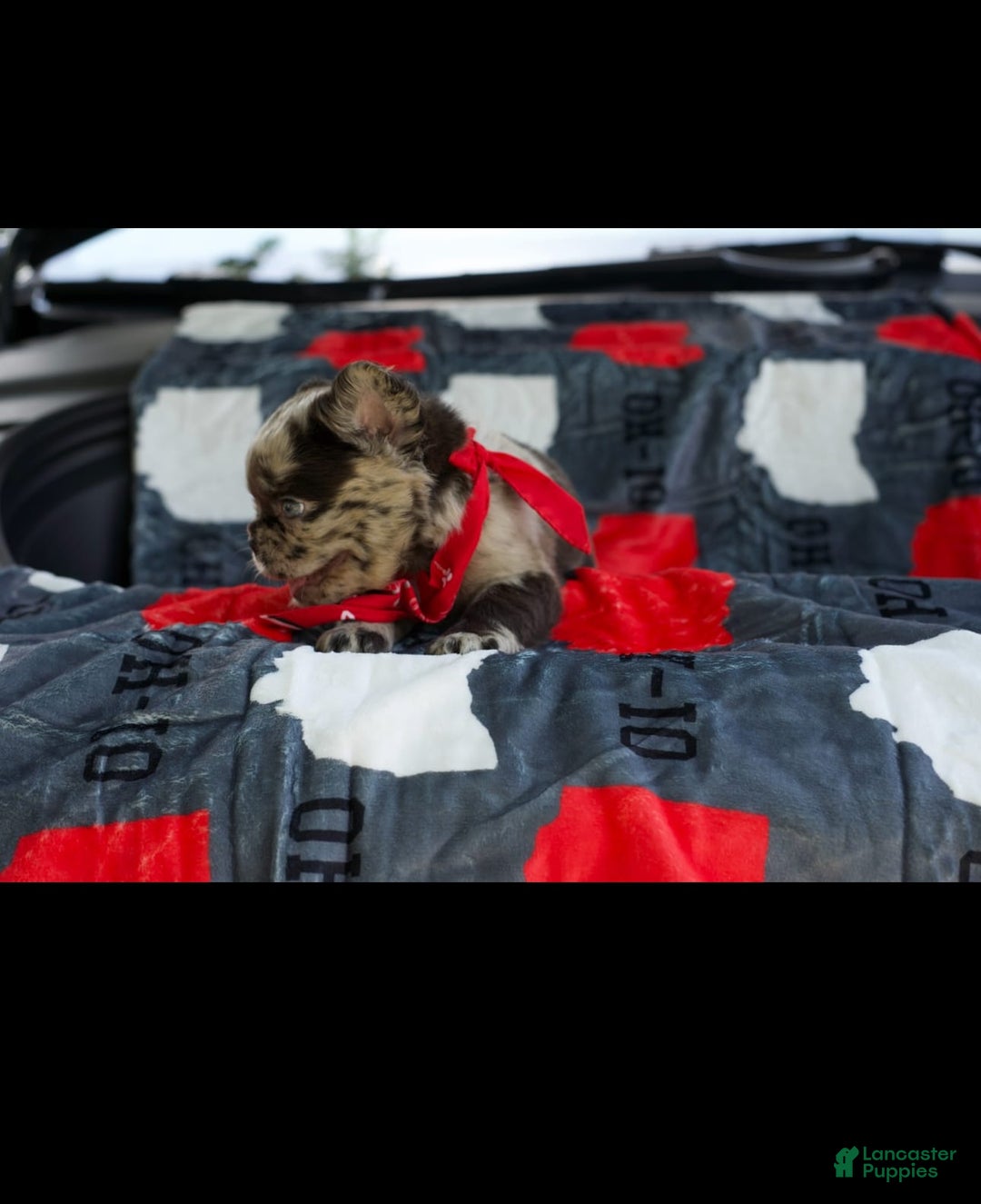French Bulldog dogs for sale: Raven - Image 1