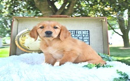 Golden Retriever dogs for sale: Allie - Image 3
