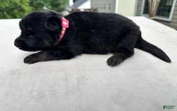 German Shepherd dogs for sale: Black Tan - Image 1