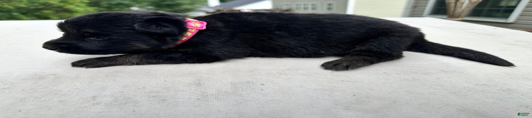 Black Tan