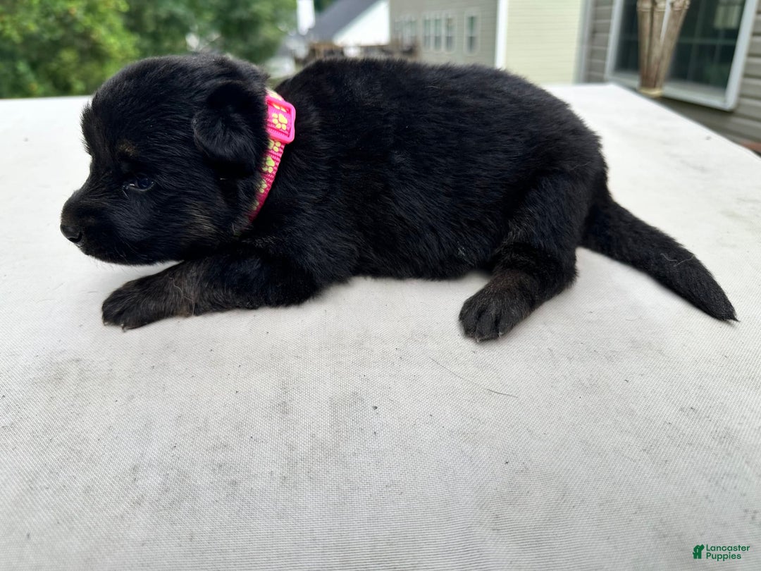 German Shepherd dogs for sale: Black Tan - Image 1