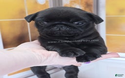 Pug dogs for sale: Runt - Champion Lines - Image 14