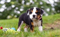 Beabull dogs for sale: Sally - Image 5